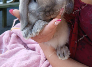Beautiful mini lop rabbits 9 weeks old