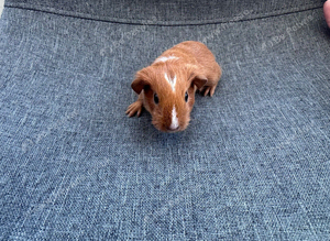 Guinea pigs