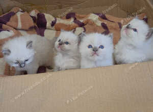 Ragdoll kittens x4 pure breed