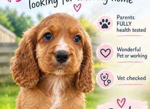 Cocker Spaniel Girl