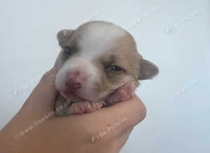 Chihuahua puppies for sale
