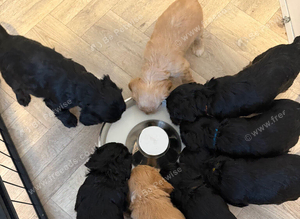 5 cockapoo puppies