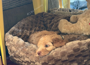 Rehoming sweet cockapoo