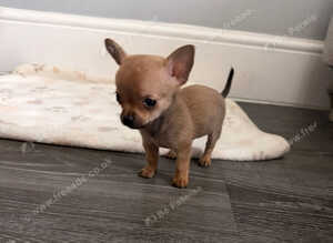 Pomchi Puppies Looking for Their Forever Homes