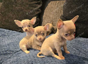 Xxxs Lilac Merle Chihuahua puppies