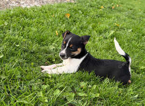 Jack Russell pups for sale