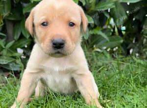 8 beautiful puppies