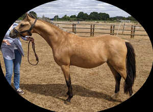 Beautiful dun gelding 13.1hh