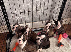 Stunning quality Boston terrier pups