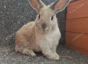 Male dwarf Lops