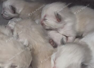 Ragdoll&rsquo;s