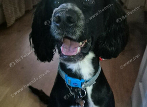 Male cockapoo