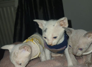 3 kittens