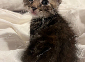 Tabby Kittens