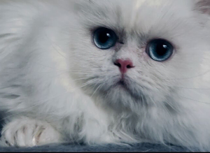 Gorgeous blue eyes pure white Persian minuet munchkin boy