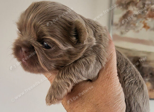 Special quality imperial shih Tzu