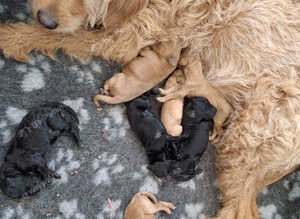 Beautiful Labradoodle Puppies Available