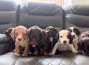 Fantastic working cocker spaniels