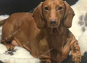 Stunning KC registered Standard Dachshund litter