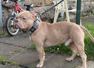 American pocket bully