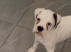 2 White KC Boxer Puppies **READY NOW **