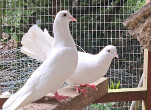 PURE WHITE GARDEN DOVES PIGEONS