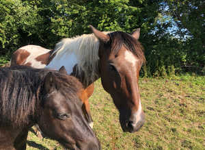 Grazing wanted