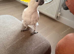 Beautiful cockatoo ( tame)