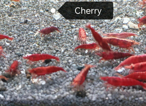 Red Cherry Shrimp, adults &pound;2 each
