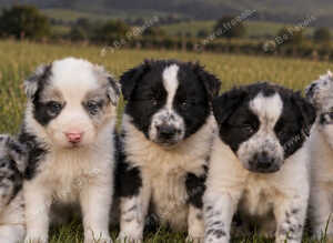 Delightful Border Collie puppies