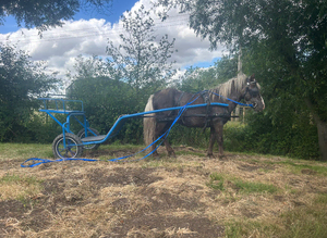Silver dapple ride and drive Shetland gelding