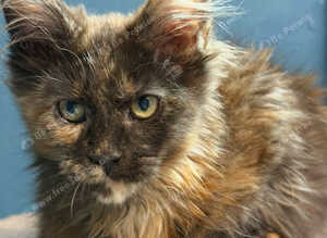 Stunning TICA Registered Maine Coon Kittens