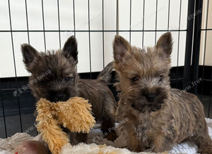 Beautiful KC Reg Cairn Terrier Puppies (4 little puppies available) Had both vaccinations.