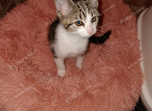 Friendly mix breed kitten for sale