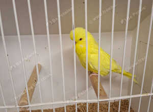 Exposition Budgies