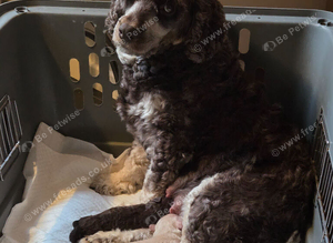 Cockapoo puppies