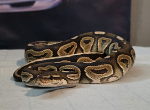 Cb24 cinnamon