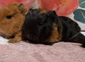 Two beautiful boys