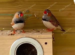 Zebra finches all colours ready now