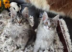 OUTSTANDING MAINE COON KITTENS