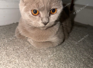 Lilac BSH girl