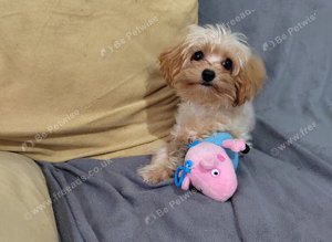 Tiny Teacup cavapoo f1b