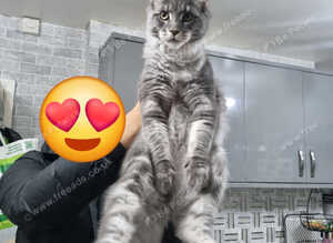 Maine Coon Male For Sale