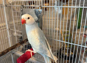 Beautiful white & blueish IRN parakeet