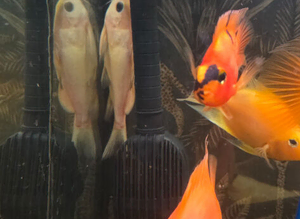 Albino upside down catfish