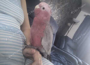 Gorgeous galah cockatoo