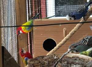 Breeding Pair GMRs