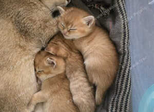 GOLDEN BRITISH SHORTHAIR