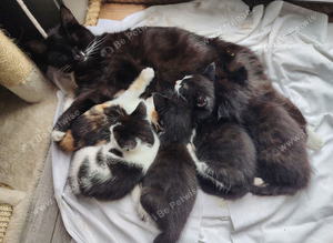 Kittens