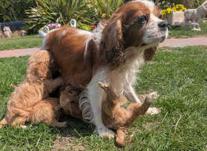 6 beautiful Red Cavapoo puppies